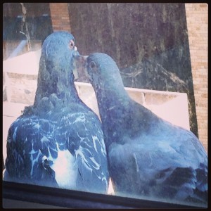 pigeon love