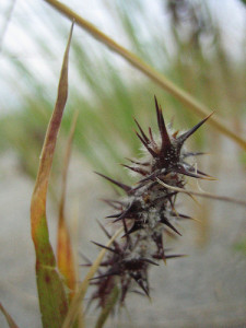 I thought this might have been on my butt since I had 2 of these in my feet a few days earlier. they are called Sandspurs. Logically. 